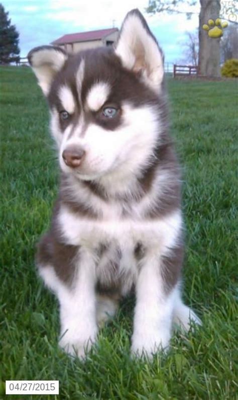 Check them out to find your new husky! Joey - Siberian Husky Puppy for Sale in Howard, PA | Husky ...