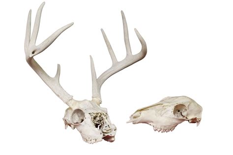 Rustic Deer Skull With Antlers Prop Dapper Cadaver Props