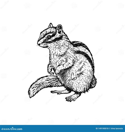 Hand Drawn Chipmunk Vector Sketch Illustration Of Animal Stock