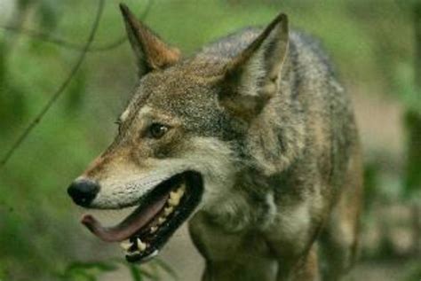 Nine Endangered Red Wolves To Be Released Into The Wild In North