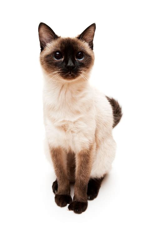 Pin By Poloonma On Cats Cats Siamese Cats Snowshoe Siamese