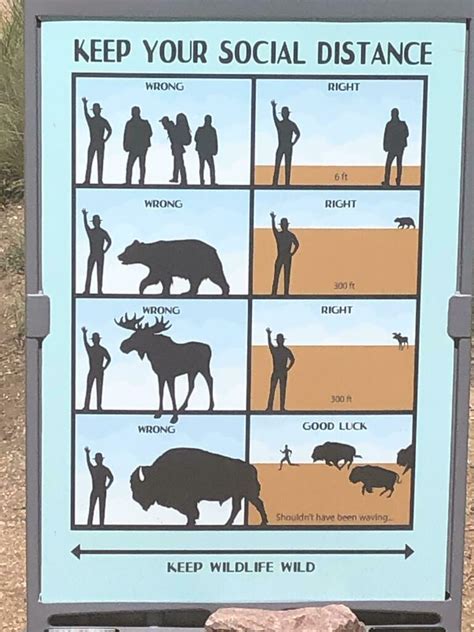 Social Distancing Signs And Posters How Many Kangaroos Is 15m
