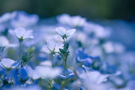 Hd Wallpaper Shallow Focus Photo Of Lower Plant Flower Flora Flax