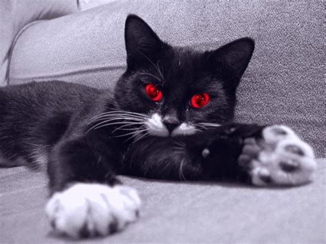 The Different Faces Of Cats From Hell Cool Stories And Photos