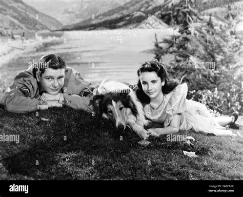 Courage Of Lassie From Left Tom Drake Lassie Elizabeth Taylor 1946