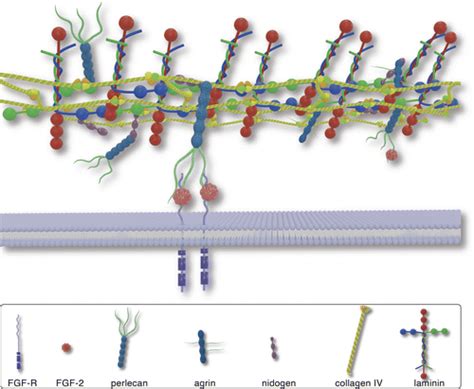 Impact Of The Heparan Sulfate Proteoglycan Perlecan On Human Disease