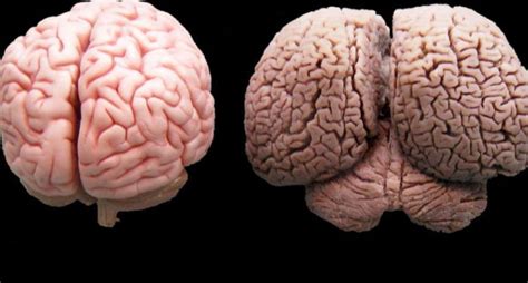 Scientists have also discovered that ancestry and women tend to develop multiple areas that work together to process the same input. Human and Dolphin Brain Compared - Neatorama