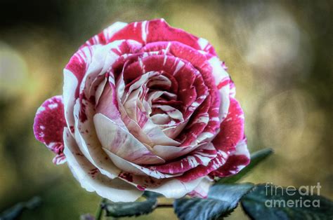 Striped Rose Photograph By Saija Lehtonen Fine Art America
