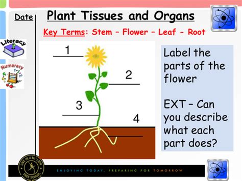 Plant Tissues And Organs New 2016 Gcse Teaching Resources