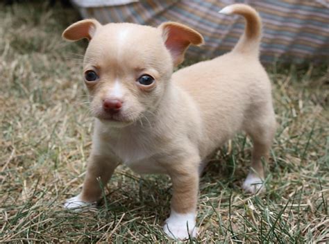 Chihuahua Puppies Rescue Pictures Information