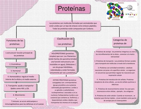 Las Proteínas Mapa Proteína Evaluación Nutricional Udocz