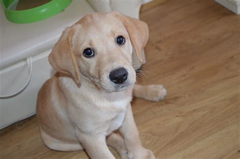 10 Best Labrador Dog Names