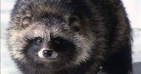 Raccoon Dogs Are A Real Animal And We Are Heccin Obsessed