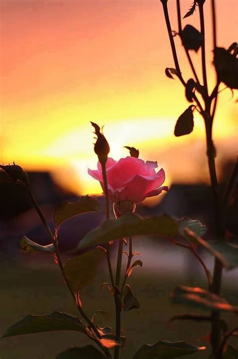 Rose At Sunset Blossom Garden Beautiful Roses Nature