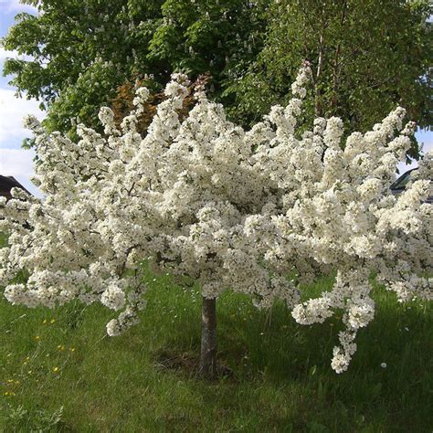Dolgo Crabapple Tree Best Crabapple For Jelly And Baking 2 Years O