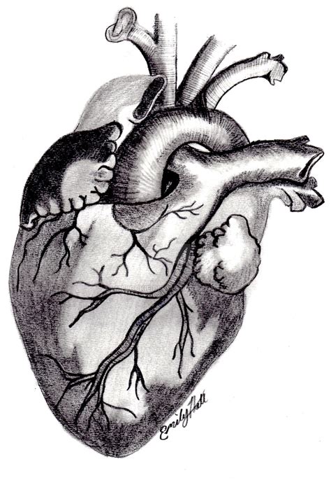 Bland white garland syndrome versus normal heart anatomy. Vintage Anatomical Heart Drawing | Free download on ClipArtMag