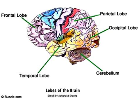 While this is true in the case of the external human body, the organization of many organs are located in or close to the central plane; Organs on the Left Side of the Body - Bodytomy