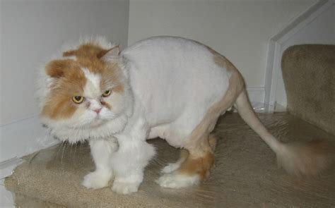 Often given to longhair breeds such as persians and maine coons, the lion cut entails trimming or shaving the cat's fur except for on her head, neck, feet and tail. Thinking of Shaving Your Cat and Giving Him a Lion Cut ...