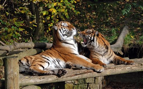 Tigers At Play In Dudley Zoo Flickr Photo Sharing