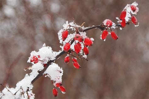 Snowberries Photograph By Fred Bonilla Fine Art America