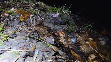 Spotted Salamander Spring Migration Is An Incredible Event To Witness