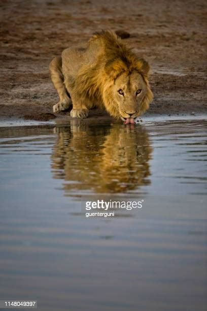 African Animals Watering Hole Photos And Premium High Res Pictures