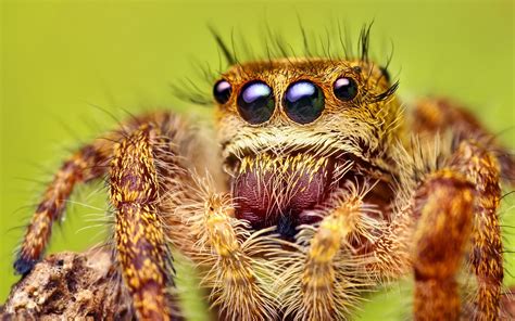 Macro spiders Animals arachnids