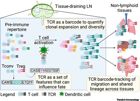 Tcr Sequencing In Cancer And Autoimmunity Barcodes And Beyond Trends