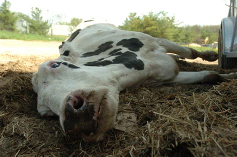 How To Report Cruelty To Farm Animals Humane Decisions