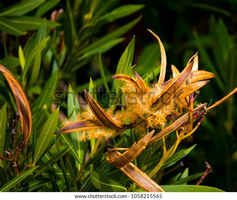 Hairy Seed Pods Nerium Oleander Evergreen Stock Photo 1058215565