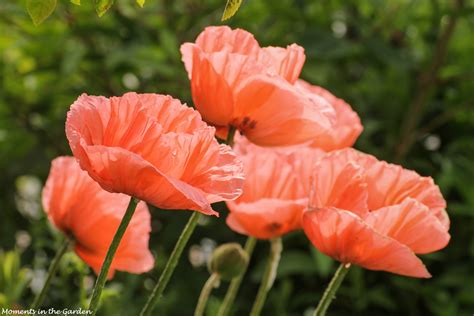 Oriental Poppy Moments In The Garden Photography