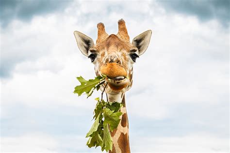 What Is A Herbivore? - WorldAtlas