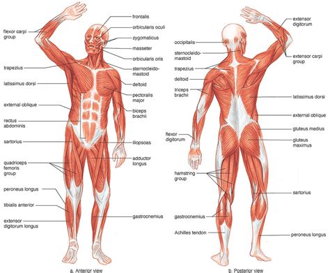 The muscular system is responsible for the movement of the human body. Human Muscles Diagram / 25 best images about Muscular ...
