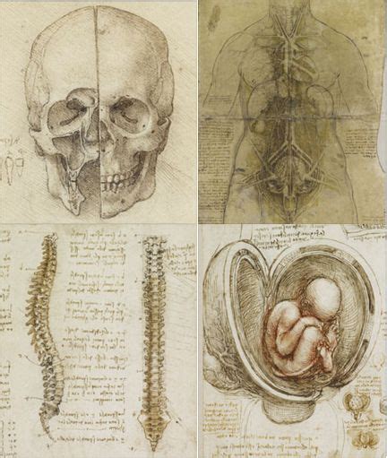 How Accurate Are Leonardo Da Vincis Anatomy Drawings