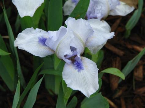 White With Purple Center Flower Hi Res 720p Hd