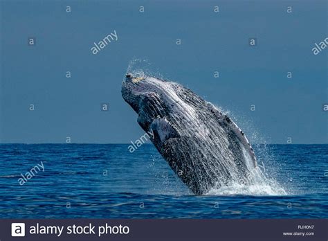 Free Download Humpback Whale Breaching On Pacific Ocean Background In