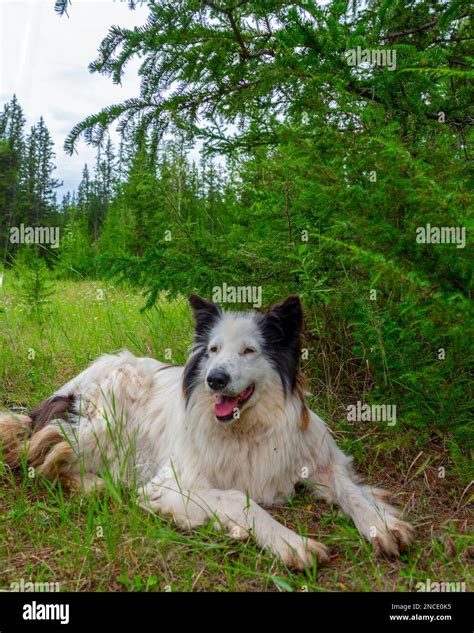 An Old White Dog Of The Yakut Laika Breed Lies On The Green Grass In A