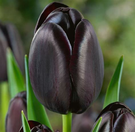 Tulip Cafe Noir 1112cm Tulips Black Tulips Tulips Garden