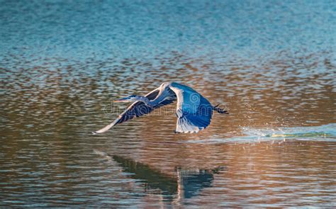 Flying heron stock images from offset. Great Blue Heron Flying Low Over Water Stock Photo - Image of splashing, water: 88063482