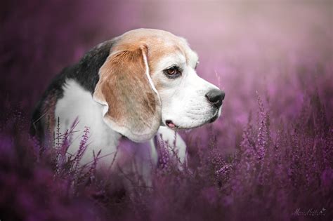 Animal Beagle 4k Ultra Hd Wallpaper