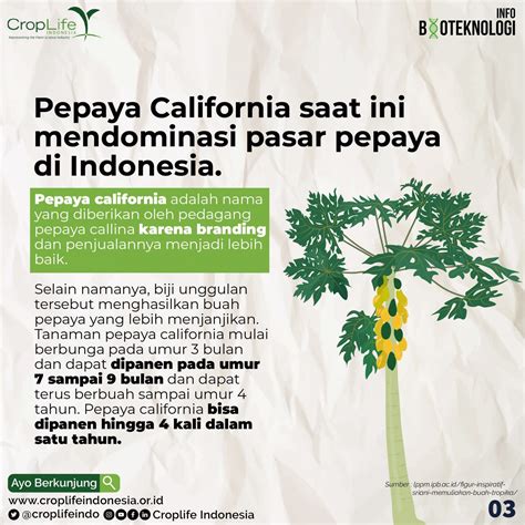 Pepaya California Memuliakan Buah – Buahan Tropika / Lokal – CropLife