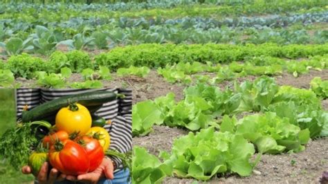 Organic Vegetable Gardening Information Agri Farming