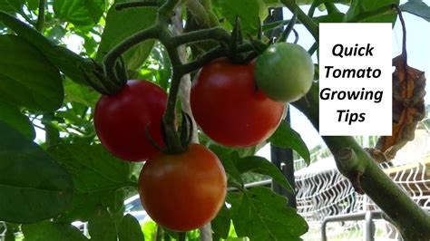 Quick Tomato Growing Tips Youtube