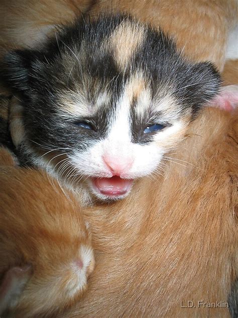 Look at pictures of calico kittens in minnesota who need a home. "Newborn Calico Kitten" by L.D. Franklin | Redbubble