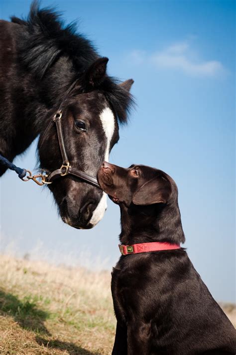 Is Horse Manure Dangerous To Dogs Blue Cross