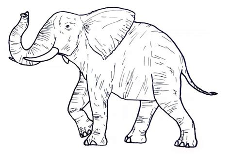 To pull a coloring page into paint, just follow these steps: Wild Animal Coloring Pages - Best Coloring Pages For Kids