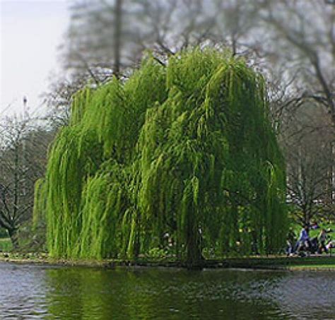 The Weeping Willow Tree Dengarden