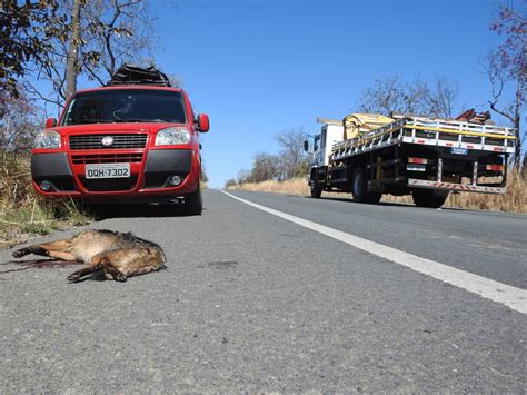 Pesquisador Registra Fotos De Animais Mortos Em Rodovias Do Piau