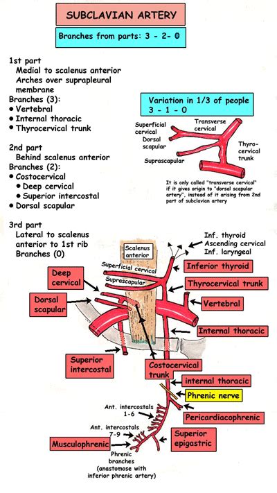 Upper Limb Anatomy Foot Anatomy Anatomy And Physiology Textbook