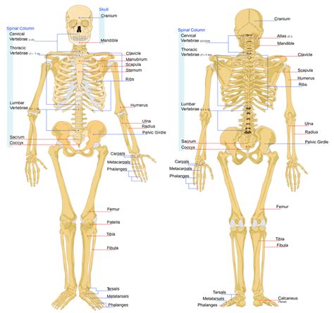 Bone Anatomy Ask A Biologist